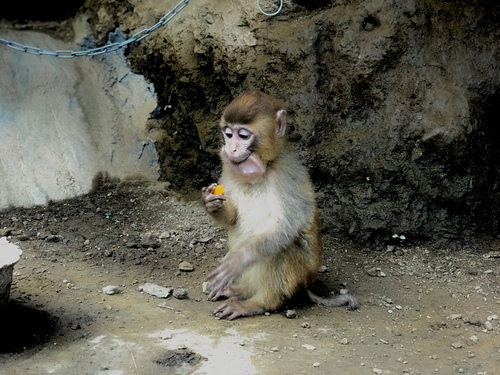 猴子吃萝卜.jpg