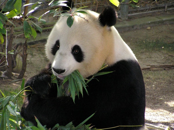 大熊猫2.jpg