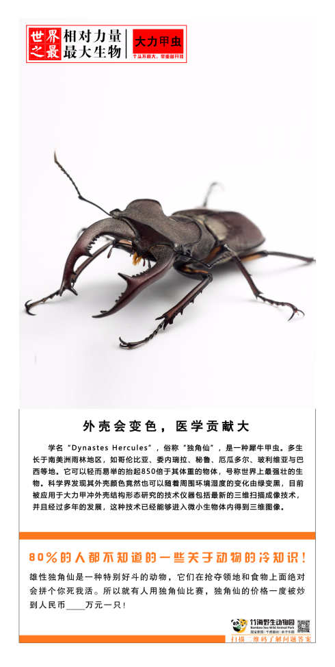 世界之最相对力量-大力甲虫.png