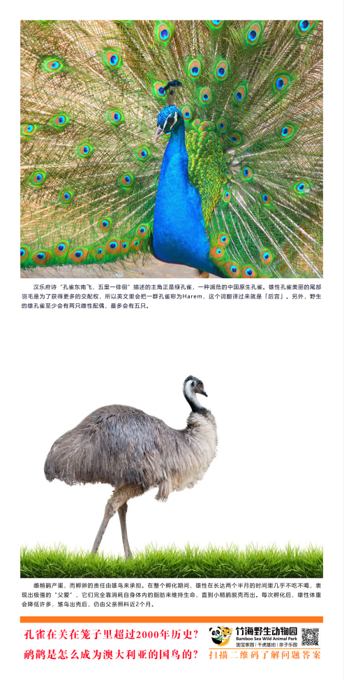 孔雀关在笼子超2000年-鸸鹋怎么成为澳大利亚国鸟.png