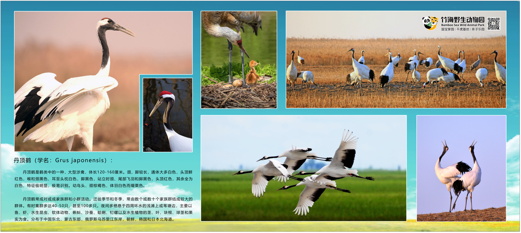 丹顶鹤的简介.png