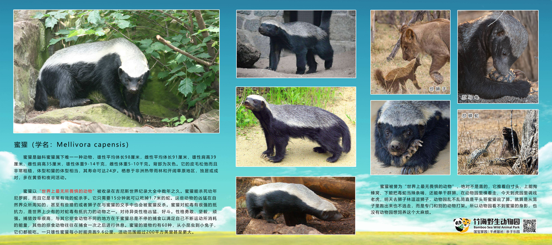蜜獾的简介.png