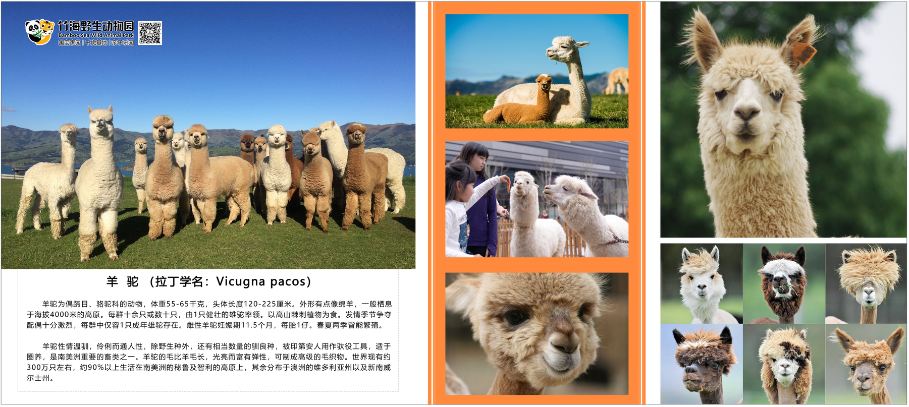 羊驼的简介.png