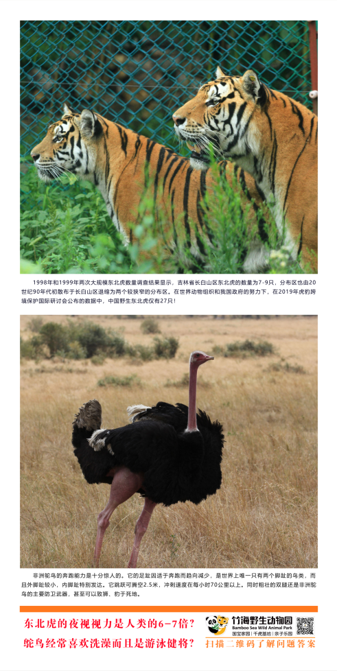 东北虎的视力-鸵鸟经常喜欢洗澡.png