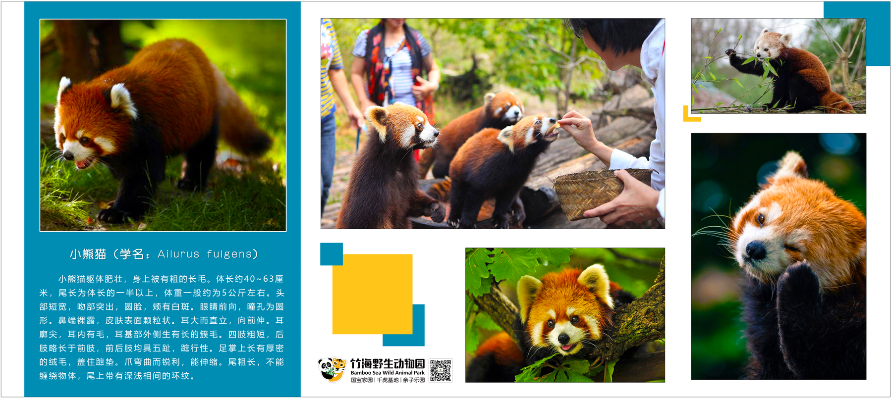 小熊猫的简介