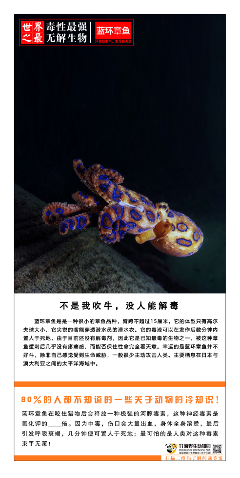 蓝环章鱼图片 毒性图片