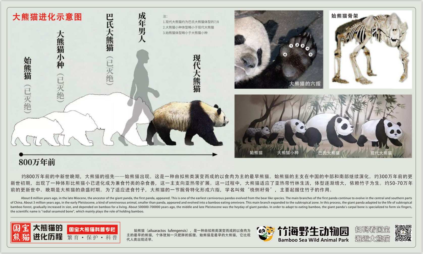熊猫演化史图片